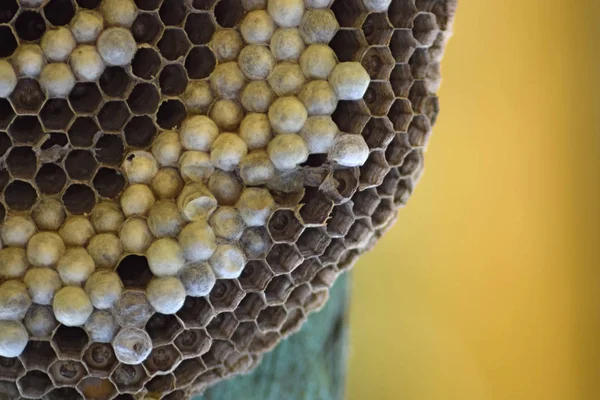スズメバチの巣を木の板に接続されています。. — ストック写真
