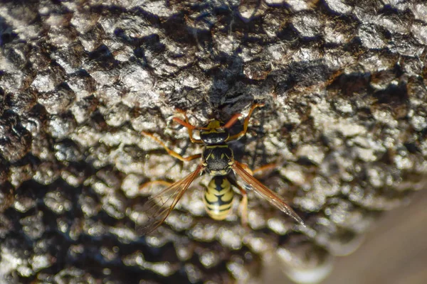 Üzerinde eşekarıları olan bir arı kovanı. Eşek arıları polisi. Yakından çekilen bir eşek arısı ailesinin yuvası.