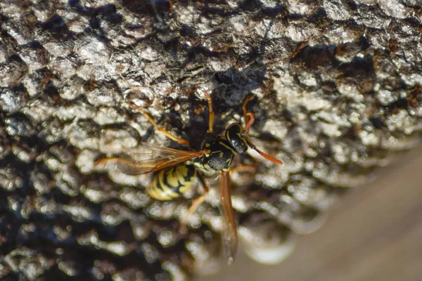 Nido di vespe con vespe sedute sopra. Polista delle vespe. Il nido di una famiglia di vespe che viene preso un primo piano — Foto Stock
