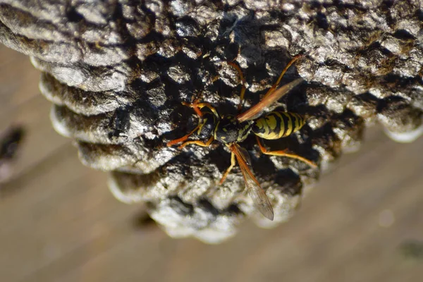 Eşekarısı yuvası üzerine oturan Yaban arıları ile.