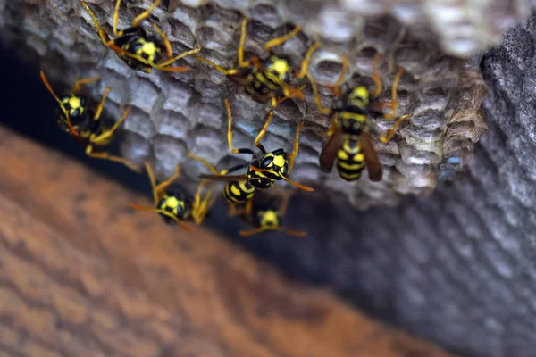 Eşekarısı yuvası üzerine oturan Yaban arıları ile.