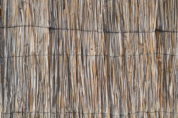 A parede dos caules de junco — Fotografia de Stock