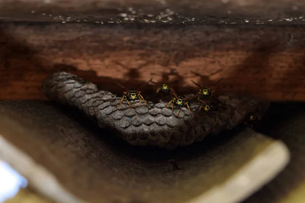 Wasp met wespen zittend op het nest. — Stockfoto