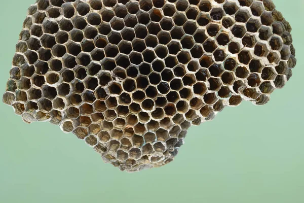 Vosí hnízdo s medem. Vosí med. — Stock fotografie