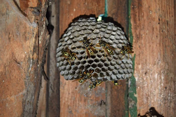 Eşekarısı yuvası üzerine oturan Yaban arıları ile.