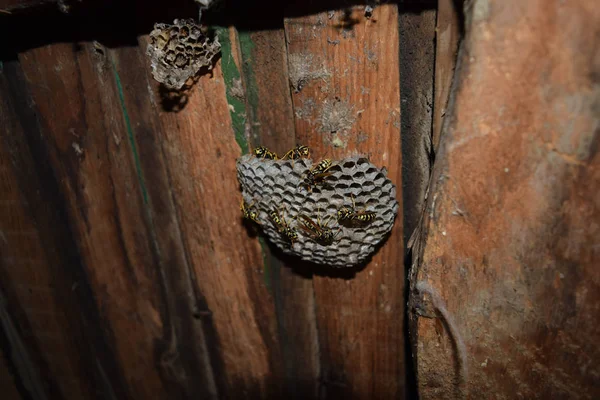 Espionnage. Poliste aux guêpes. Le nid d'une famille de guêpes qui est t — Photo