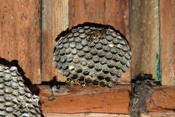 Wasp met wespen zittend op het nest. — Stockfoto