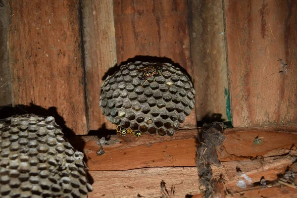 Wespennest met wespen erop. Een wespenpolist. Het nest van een wespenfamilie die een close-up maakt — Stockfoto