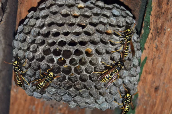 Eşekarısı yuvası üzerine oturan Yaban arıları ile.