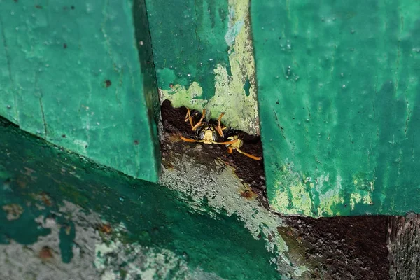 Erkek eşek arıları barınaktan dışarı bakıyor..