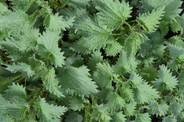 Bahçede Genç ısırgan