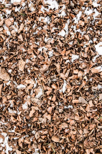 Hojas secas caídas en el suelo. Ligeramente cubierto con hojas de nieve. Fondo de hojas, textura — Foto de Stock