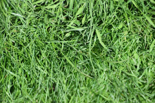 Field of young green barley — Stock Photo, Image