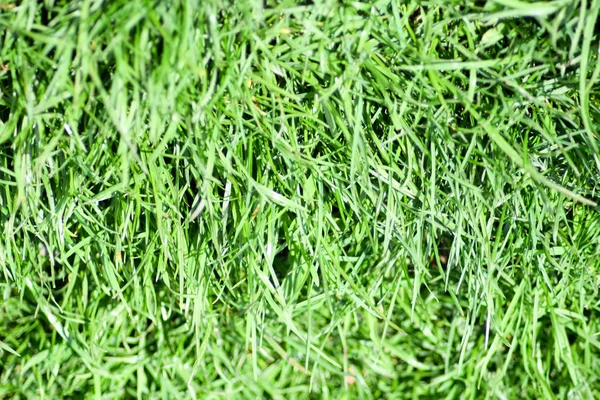 Çim çimen arka plan. Sapları ve yaprakları yeşil yumuşak çim çimen.