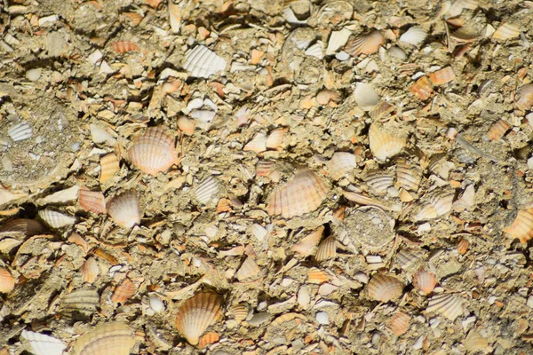 Çimento bir kabuk kayadan arka plan.