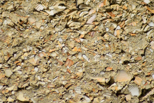 Çimento bir kabuk kayadan arka plan.