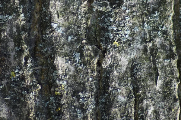 Antecedentes de corteza de álamo — Foto de Stock