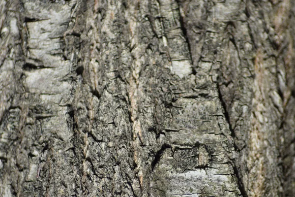 ポプラの樹皮から背景 — ストック写真