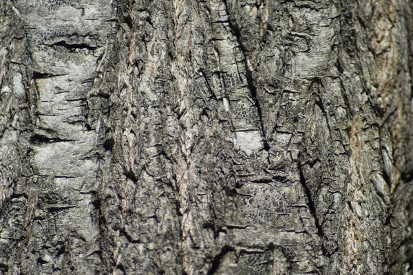 포 플 라 나무 껍질에서 배경 — 스톡 사진