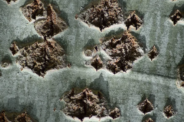 Kavak kabuk arka plan