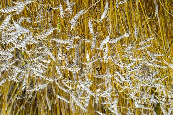 Field of wheat — Stock Photo, Image