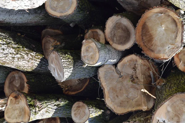 Baumstämme stapeln sich auf einem Haufen vor dem Sägewerk — Stockfoto