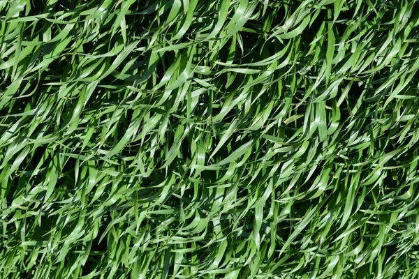 领域的年轻绿色大麦 — 图库照片