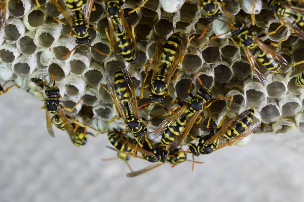 Üzerinde eşekarıları olan bir arı kovanı. Eşek arıları polisi. Yakından çekilen bir eşek arısı ailesinin yuvası.