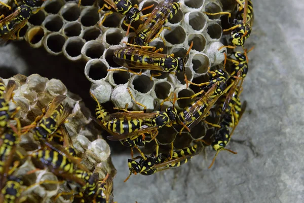 Üzerinde eşekarıları olan bir arı kovanı. Eşek arıları polisi. Yakından çekilen bir eşek arısı ailesinin yuvası.