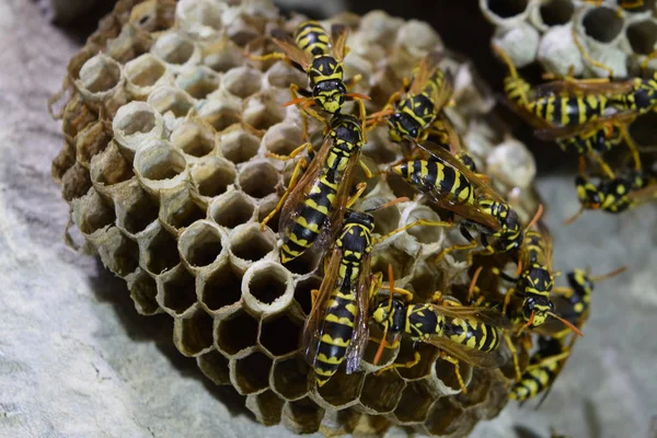 Üzerinde eşekarıları olan bir arı kovanı. Eşek arıları polisi. Yakından çekilen bir eşek arısı ailesinin yuvası.