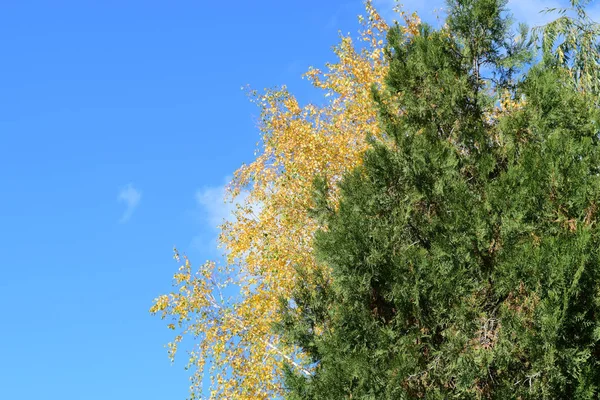 Collezione di bellissime foglie autunnali colorate — Foto Stock