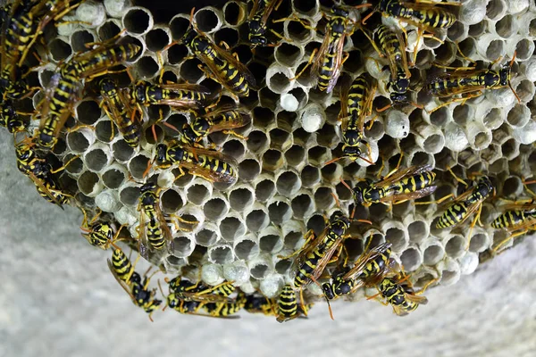 Sarang tawon dengan tawon di atasnya. Wasps polist. Sarang dari keluarga tawon yang diambil dari jarak dekat — Stok Foto