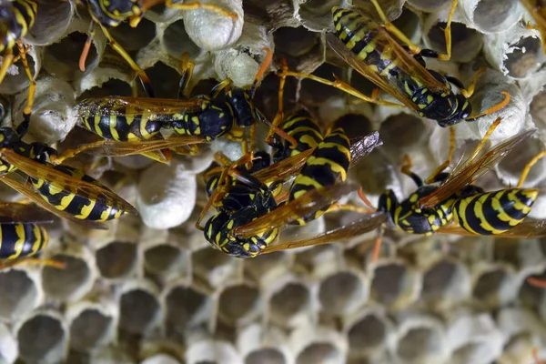 Eşekarısı yuvası üzerine oturan Yaban arıları ile.