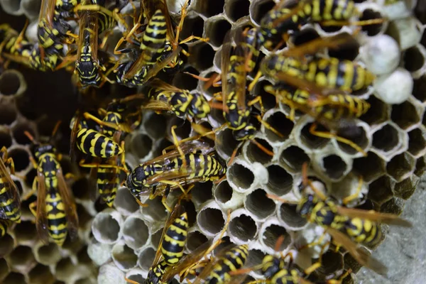 Vespiary. Eşek arıları polist. Yakın çekim yapılan eşek arıları ailesinin yuvası.