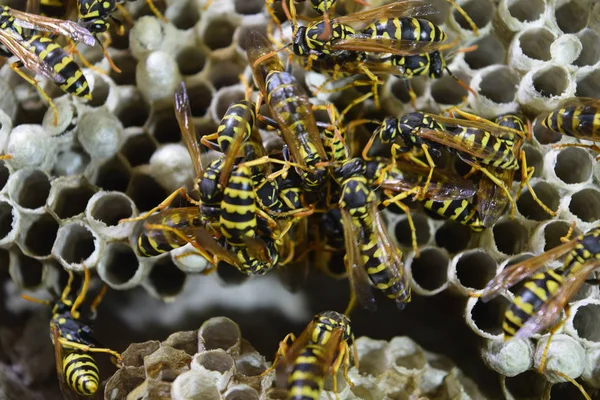 Üzerinde eşekarıları olan bir arı kovanı. Eşek arıları polisi. Yakından çekilen bir eşek arısı ailesinin yuvası.
