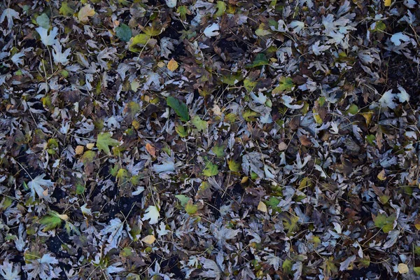 Листя жовтіє на землі. Осіннє листя осінь — стокове фото