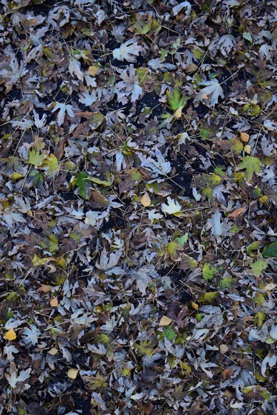 Bladen är gula på marken. Höst löv faller — Stockfoto