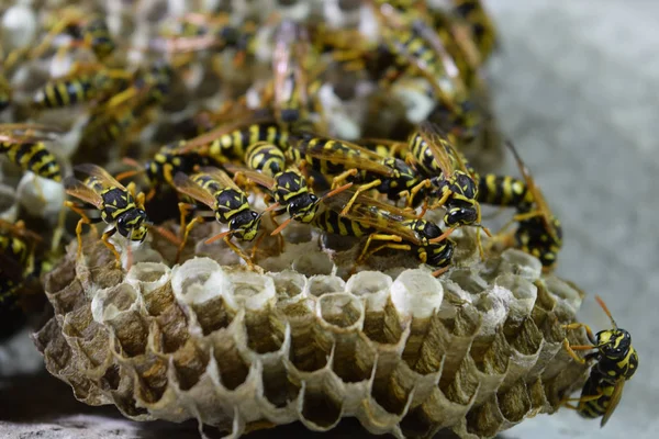Üzerinde eşekarıları olan bir arı kovanı. Eşek arıları polisi. Yakından çekilen bir eşek arısı ailesinin yuvası.