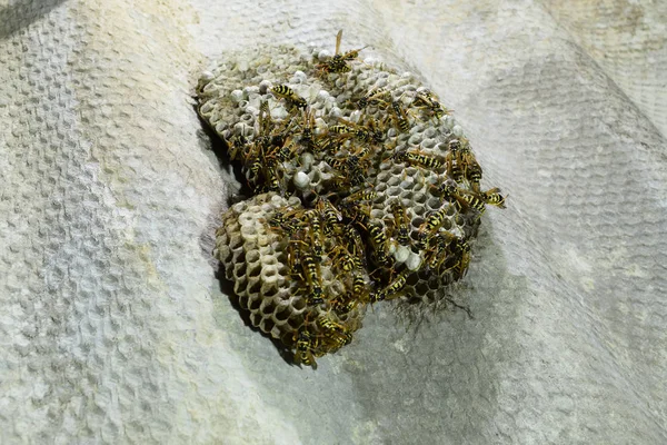 Üzerinde eşekarıları olan bir arı kovanı. Eşek arıları polisi. Yakından çekilen bir eşek arısı ailesinin yuvası.