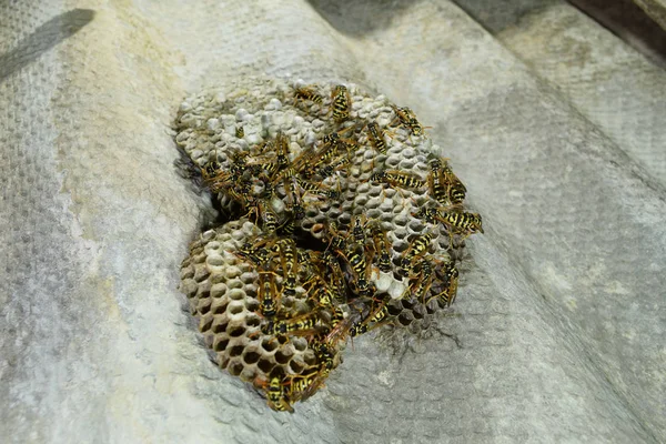 Üzerinde eşekarıları olan bir arı kovanı. Eşek arıları polisi. Yakından çekilen bir eşek arısı ailesinin yuvası.