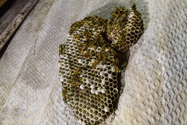 Eşekarısı yuvası üzerine oturan Yaban arıları ile.