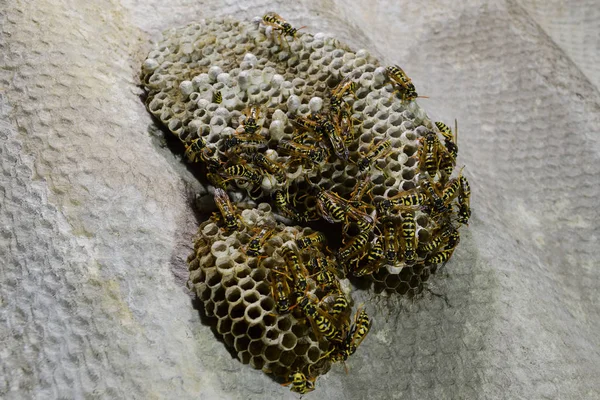 Üzerinde eşekarıları olan bir arı kovanı. Eşek arıları polisi. Yakından çekilen bir eşek arısı ailesinin yuvası.