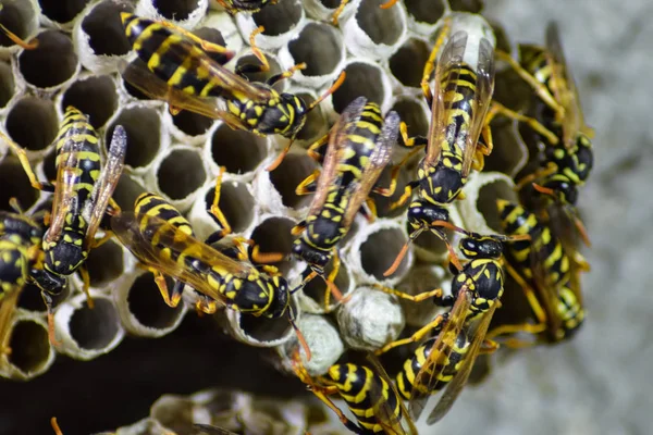 それの上に座ってハチとスズメバチの巣. — ストック写真