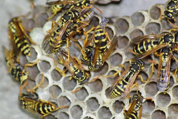 Üzerinde eşek arıları olan eşek arısı yuvası. Eşek arıları polist. Bir yuva