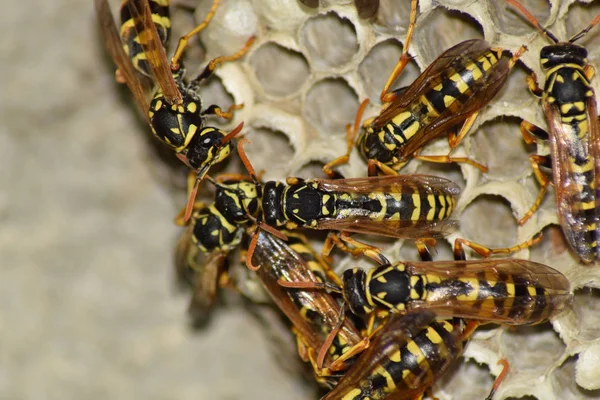 Ninho de vespas com vespas sentadas nele. Polista de vespas. O ninho de um — Fotografia de Stock