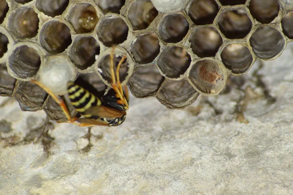 Wasp nid avec des guêpes assises dessus. Poliste aux guêpes. Le nid d'une famille de guêpes qui est pris un gros plan — Photo