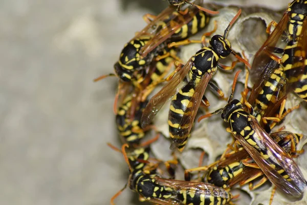 Wespennest mit darauf sitzenden Wespen. Wespen polieren. das Nest eines — Stockfoto