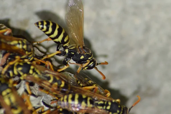 Wespennest met wespen erop. Een wespenpolist. Het nest van een wespenfamilie die een close-up maakt — Stockfoto