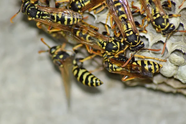 Wespennest mit darauf sitzenden Wespen. Wespen polieren. das Nest eines — Stockfoto