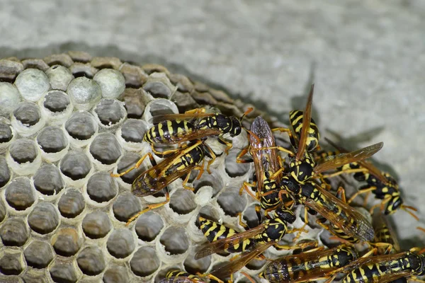 Üzerinde eşekarıları olan bir arı kovanı. Eşek arıları polisi. Yakından çekilen bir eşek arısı ailesinin yuvası. — Stok fotoğraf